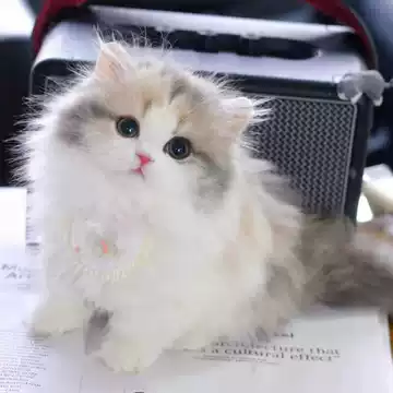 无锡三花猫幼猫-无锡三花猫幼猫促销价格、无锡三花猫幼猫品牌- 淘宝