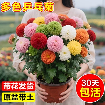 七彩球菊-七彩球菊促销价格、七彩球菊品牌- 淘宝