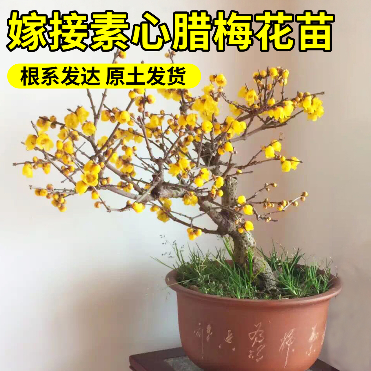 黄色梅花精选和黄色梅花品牌价格与图片-淘宝商品网