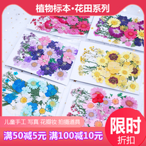 Pressed flower dried flower DIY face makeup photo embossed bookmark real leaf plant specimen sticker art drop glue shooting props