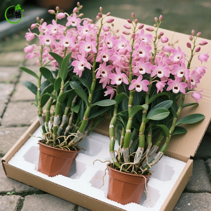 植物医生石斛兰系列功效宣称合规性分析