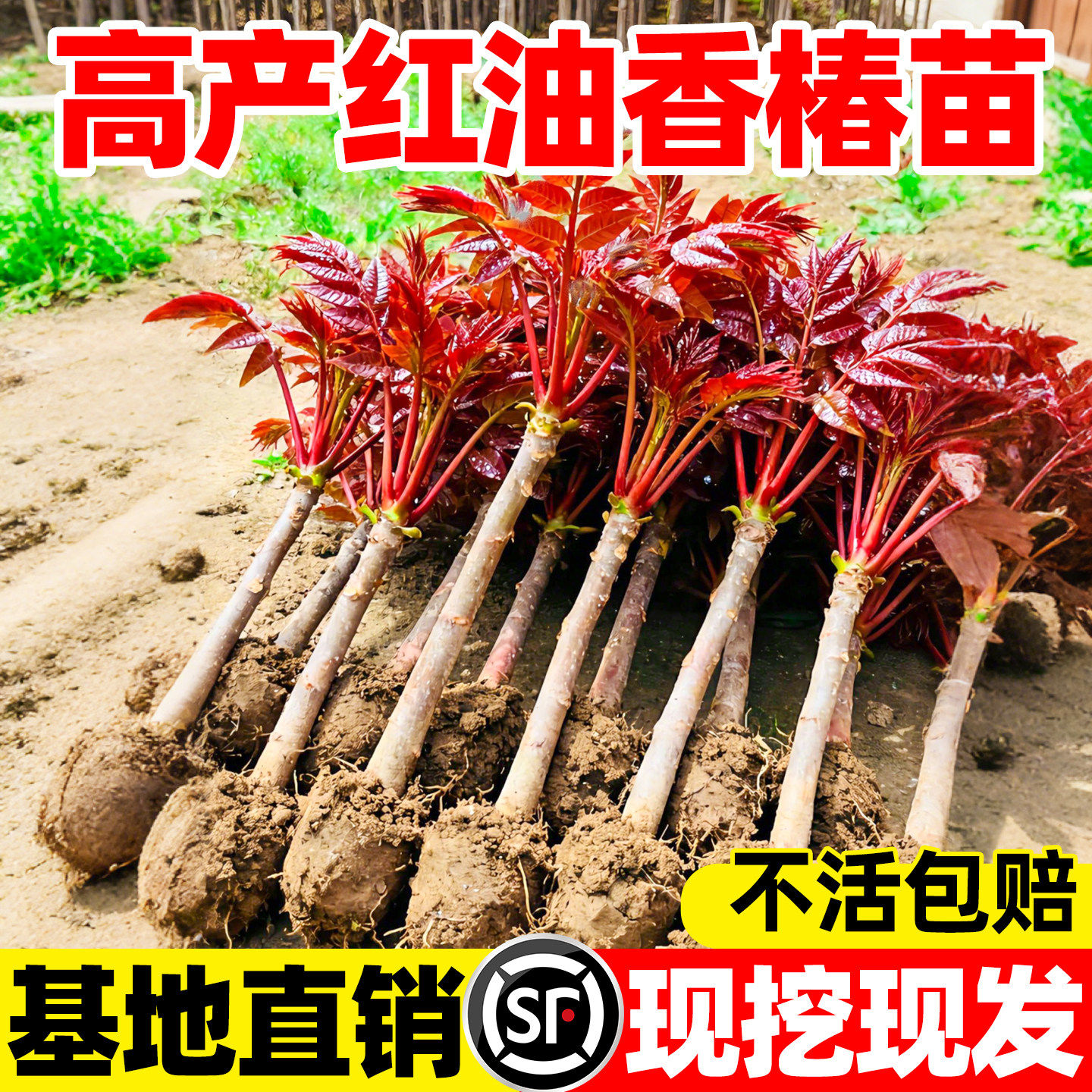 紅油香椿 ホンユーシャンチュン苗木 10株セット　5～10cm 红油香椿苗-红油香椿苗促销价格、红油香椿苗品牌- 淘宝
