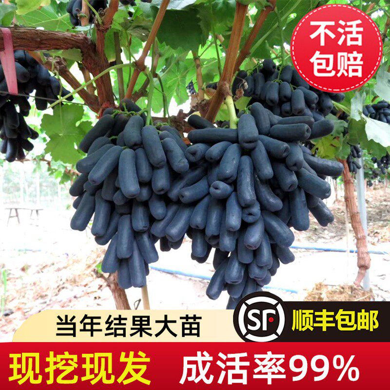 野葡萄苗-野葡萄苗促销价格、野葡萄苗品牌- 淘宝