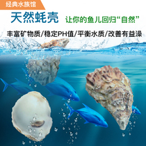 Consumption shell filter material fish tank fish tank filter material Oyster Shell oyster shell koi fish pond special filter material stable pH value