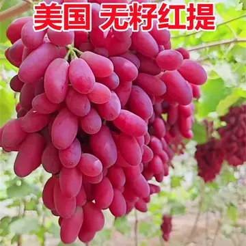 野葡萄苗-野葡萄苗促销价格、野葡萄苗品牌- 淘宝