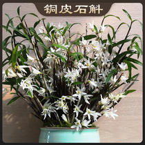 Copper skin Dendrobium blossoms with special characteristics strong fragrance flower type Spring Festival flowering period rare Dendrobium Orchid fragrance like Jasmine