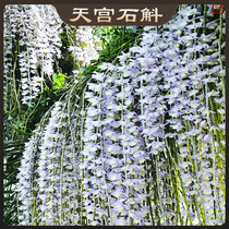 Tiangong Dendrobium medicine and food dual use Yunnan orchids can make flowers waterfall pink purple with fairy Qi easy to feed more flowers