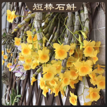 Dendrobium Short stick Dendrobium Yunnan Dendrobium edible branches Dendrobium varieties are easy to live and easy to bloom golden yellow bright flowers