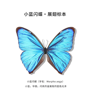 蝴蝶标本小蓝闪蝶-蝴蝶标本小蓝闪蝶促销价格、蝴蝶标本小蓝闪蝶