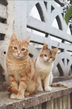 花猫 Alfred⚙️ on X: 