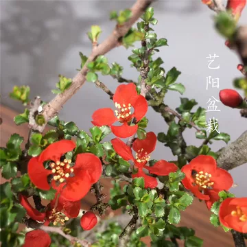 红花一号长寿梅盆景-红花一号长寿梅盆景促销价格、红花一号长寿梅盆景