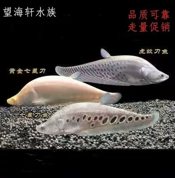 热带鱼七星刀-热带鱼七星刀促销价格、热带鱼七星刀品牌- 淘宝