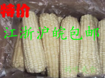 Northeast sticky glutinous corn cob slightly sweet white corn cob non-GMO 14-16cm 40 Jiangsu Zhejiang Shanghai and Anhui