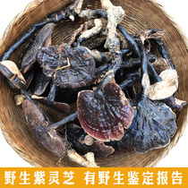Deep mountain pure wild Ganoderma lucidum Purple Ganoderma lucidum Black Zhi Linzhi Purple Zhi whole branches Selected dry goods sparkling wine 250g sliced and powdered