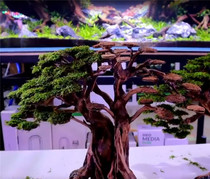 Grass tank Moss tree skeleton landscaping Indonesia Moss tree Brazilian tree sinking Wood round crown landscape sinking Wood