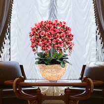 Hejia Phalaenopsis simulation flower set Plastic floral silk flower fake flower pot plant living room decoration dining table Dried flower bouquet
