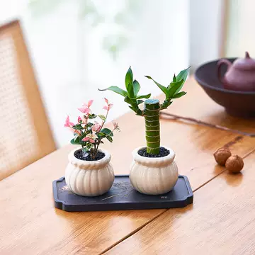 竹 ミニ盆栽 鉢が選べる ミニ盆栽 姫竹 受け皿と苔付き 鉢植え縁起物