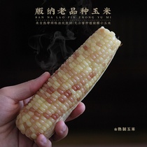 Such as food description ◆ Xishuangbanna fragrant glutinous small bag grain corn sweet glutinous soft Yunnan old variety coarse grain