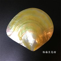 Natural Pearl Bay Yellow Disc Bay Polished Bay Snail Shell Handicraft Dinner Plate Snail Platinum Jewellery Trim