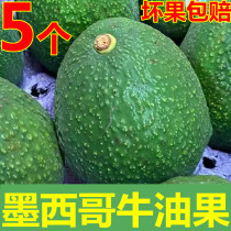  New Mexican avocado Fresh baby supplement Baby nutrition Imported original ecological avocado 5 large fruits