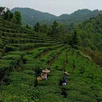 Plum State Banana Ridge Longevity Township Yellow Pit Natural Tea Pollution-free Alpine Head Spring Green Tea Agricultural Products A Catty