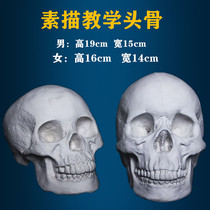 Baisheng painted skull model sketch plaster unit price figure figure skulls gypsum art teaching aids men and women skulls