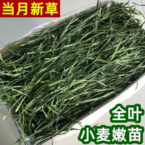 Dried wheat grass hay whole leaf wheat tender wheat seedling rabbit ChinChin guinea pig pasture 500g