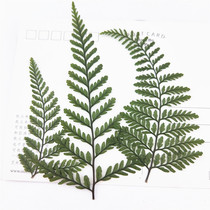 Pennisei fern leaf dried flower Flower Flower embossed plant specimen drop glue dried flower mobile phone case kindergarten handmade material