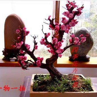 紅梅 盆栽　赤花 Amazon.co.jp: 香ウメ紅梅盆栽 梅盆栽 2月頃開花 : DIY・工具・ガーデン