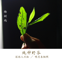Pure wild black tea Plum Shuwu 2021 new tea alpine wild tea home production 80 grams of Gu Yu black tea