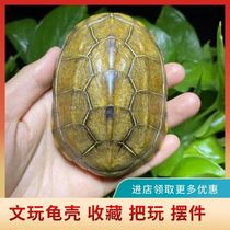 Natural complete true turtle shell text play plate play handle piece home living room ornament shake copper money gift set