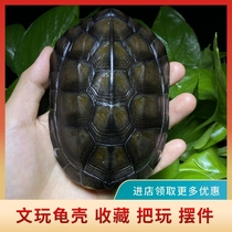 Ink turtle black golden turtle shell Qianlong pure copper big money natural turtle armor text play paste put piece ornament shake copper coin turtle shell