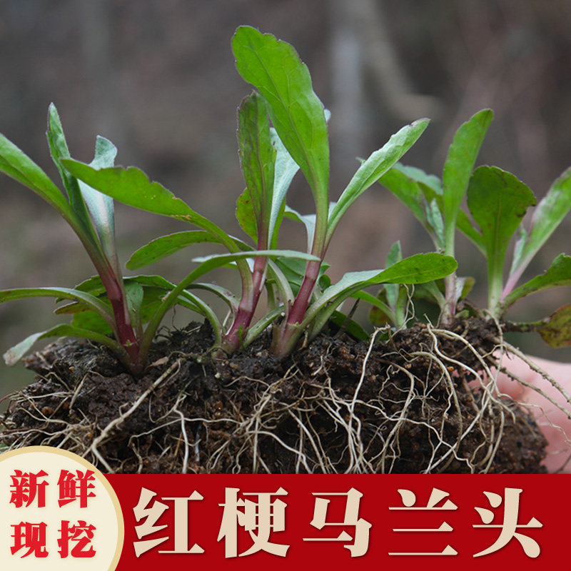 红梗马兰头种根-红梗马兰头种根促销价格、红梗马兰头种根品牌- 淘宝