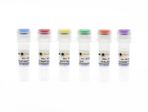 Biyuntian beyotime Gene Site-directed Mutation Kit D0206