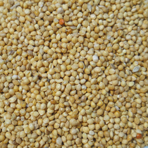 Shelled millet tiger skin peony Xuanfeng Wen bird Parrot bird food Yellow Millet Bird Food bird feed 5kg