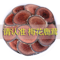 Plum blossom deer velvet slices red pink slices half-dried velvet antler sliced blood fluffy slices Deer furry blood wine fresh deer antler 20g
