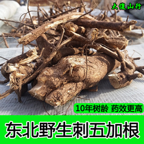Northeast wild Acanthopanax root Changbai Mountain Acanthopanax root dried products Acanthopanax skin mountain goods Chinese herbal medicine fidelity 500g