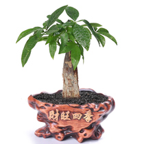 Retro small fortune Banyan Tree coconut potted Ganoderma lucidum creative indoor green planting ceramic clay flowerpot special clearance