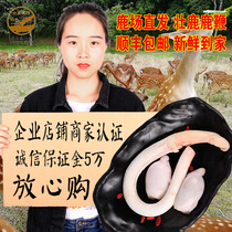 Fresh deer whip whole root and branch Cold fresh Jilin sika deer with testicles Male with tonic wine soup Shunfeng