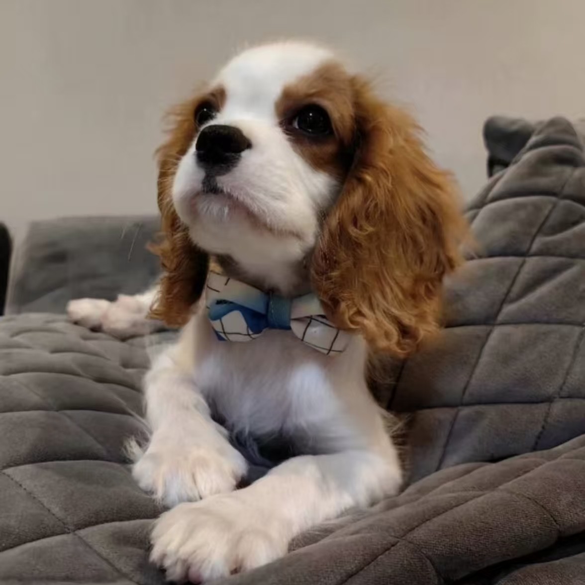 🐶英国宠物狗品种大全- 选对你的查理王猎犬👑-宠物-淘宝好物网