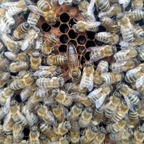 Italian queen bee honey type gives birth to three new kings