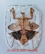 Art Touch Pavilion Lingbei Dead Leaf Mantis Specimen Insect Craft Expo Decorations Malaysia Origin