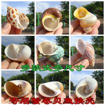 Natural conch shell aquarium decoration hermit crab shell replacement shell three lakes cichlid fish evade House scallop fish special