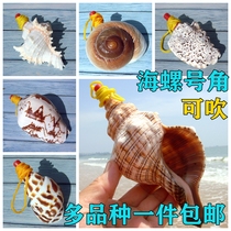 Great Sea Snails Whistle Whistle Children Toy Sea Snail whistles Whistle Shells Crafts can blow horn to send children small gifts