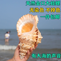 Large golden mouth frog snail conch shell stone snail can be used as horn fish tank landscaping natural home window decoration