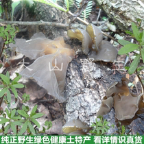 Wild Auricularia auricula natural sun-dried and non-sulfur smoked selection of wild green bar tree basswood autumn fungus