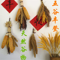 Rice ear dried flower natural wheat ear decoration ornaments wheat ear dried flower bouquet barley dry corn cob grain skewers
