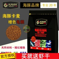 Dolphin color tortoise grain stone tortoise grain yellow edge Flame egg tortoise albino turtle Kamamesan open Turtle Feed