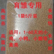 Chicken feed six and small broiler open feed broiler special colorful chicken five black chicken starlings bird food