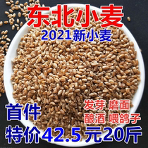 2021 New wheat wheat grain northeast with skin wheat sprouting wheat grass juice wine pigeon grain 20kg